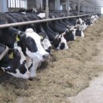 Егіс алқабы ұлғайды