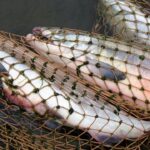 Балық аулауға болмайды