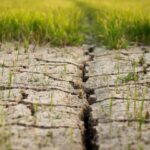 Құнарлығы қалай  қалпына келтіріледі?